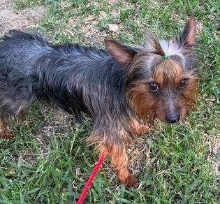 Enlarge Mr. Oliver, a ADOPTABLE mixed breed in Irmo, SC image 1/1
