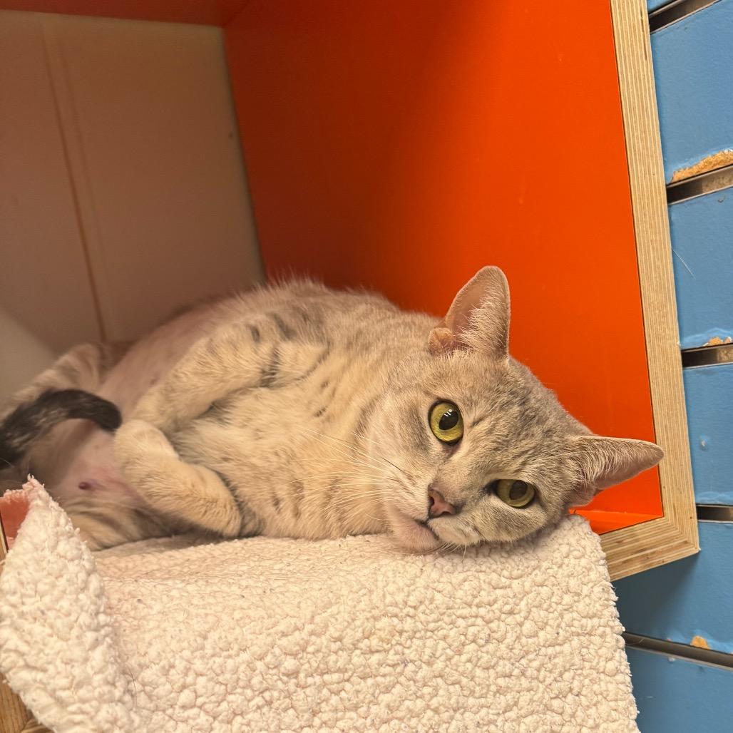 Enlarge Gabby, a Adoptable Domestic Short Hair in Playa Vista, CA image 2/2