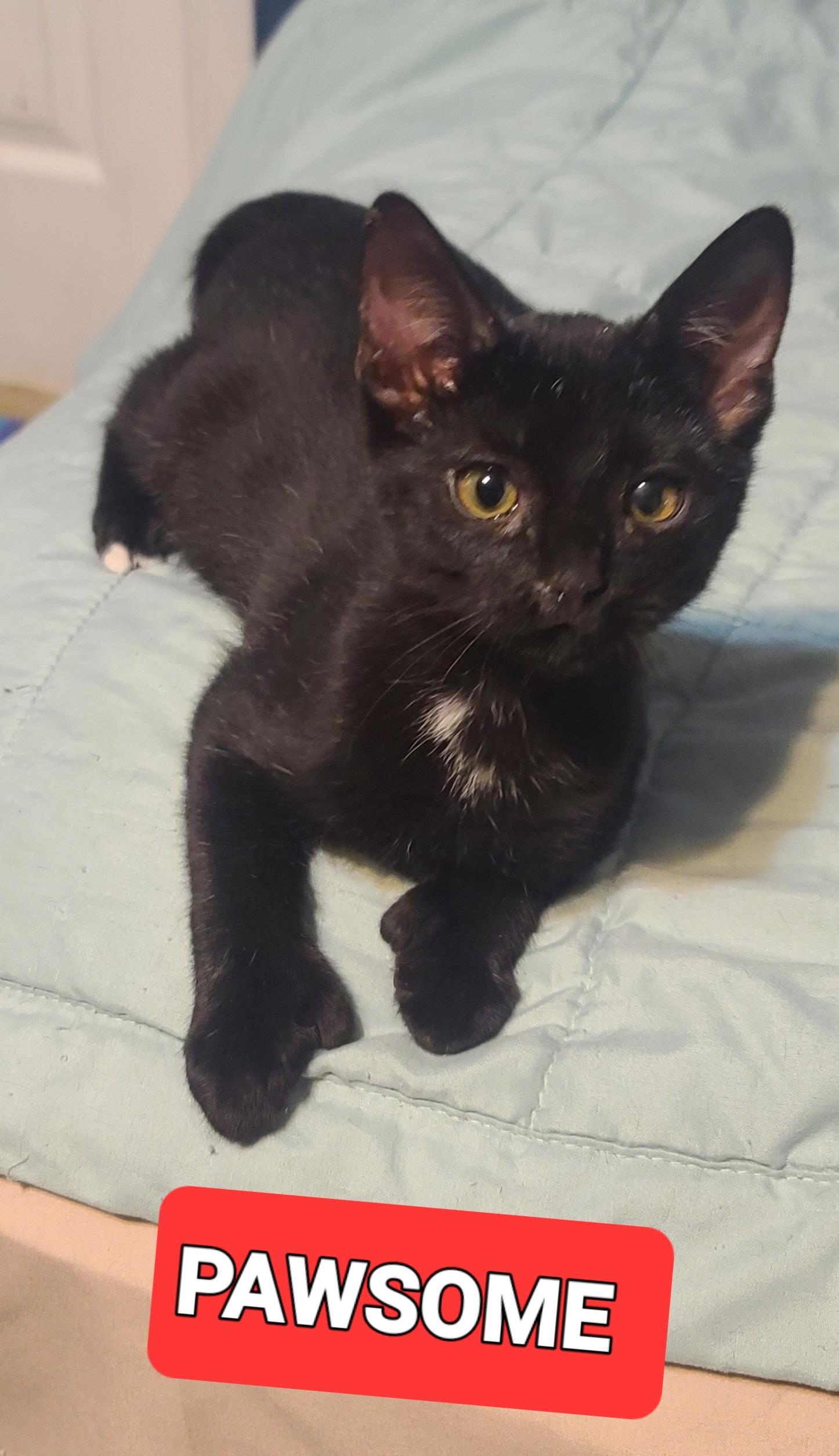 Enlarge PAWSOME, a Adoptable Extra-Toes Cat / Hemingway Polydactyl in Elgin, SC image 2/2
