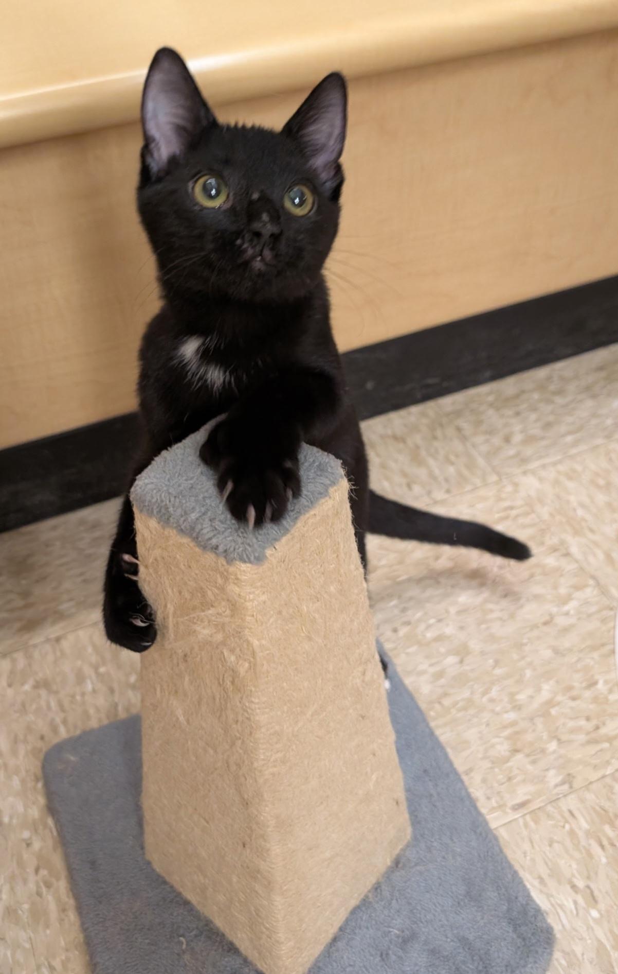 Enlarge PAWSOME, a Adoptable Extra-Toes Cat / Hemingway Polydactyl in Elgin, SC image 3/6