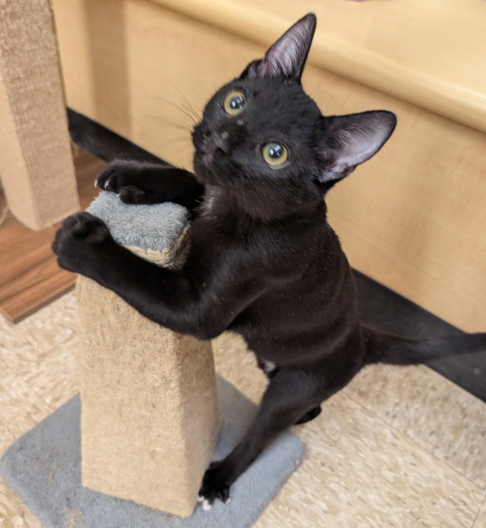 Enlarge PAWSOME, a Adoptable Extra-Toes Cat / Hemingway Polydactyl in Elgin, SC image 4/6