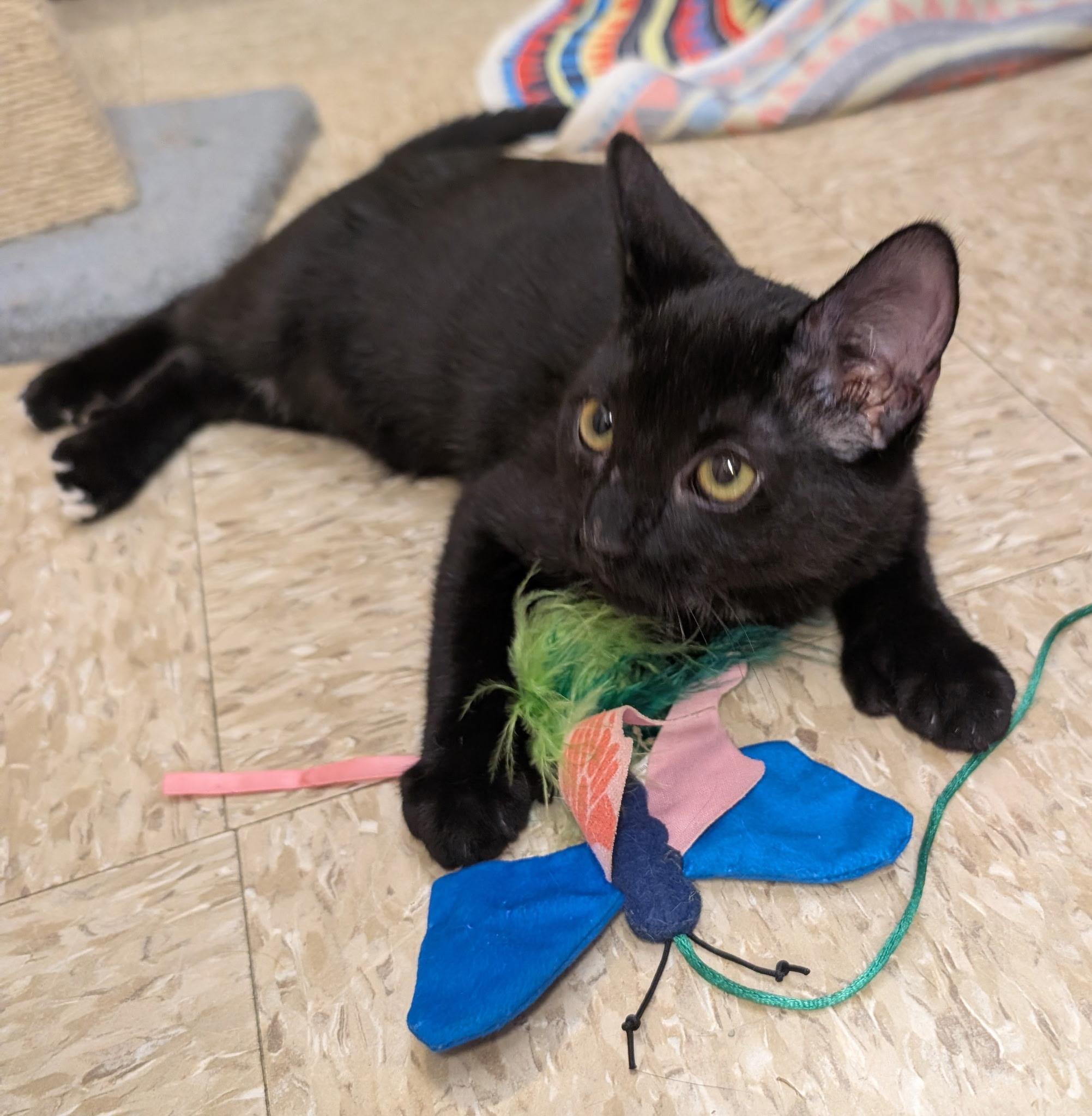 Enlarge PAWSOME, a Adoptable Extra-Toes Cat / Hemingway Polydactyl in Elgin, SC image 6/6