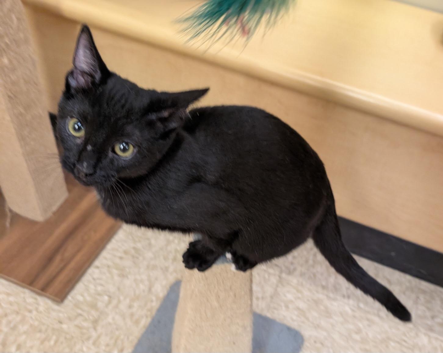 Enlarge PAWSOME, a Adoptable Extra-Toes Cat / Hemingway Polydactyl in Elgin, SC image 2/6
