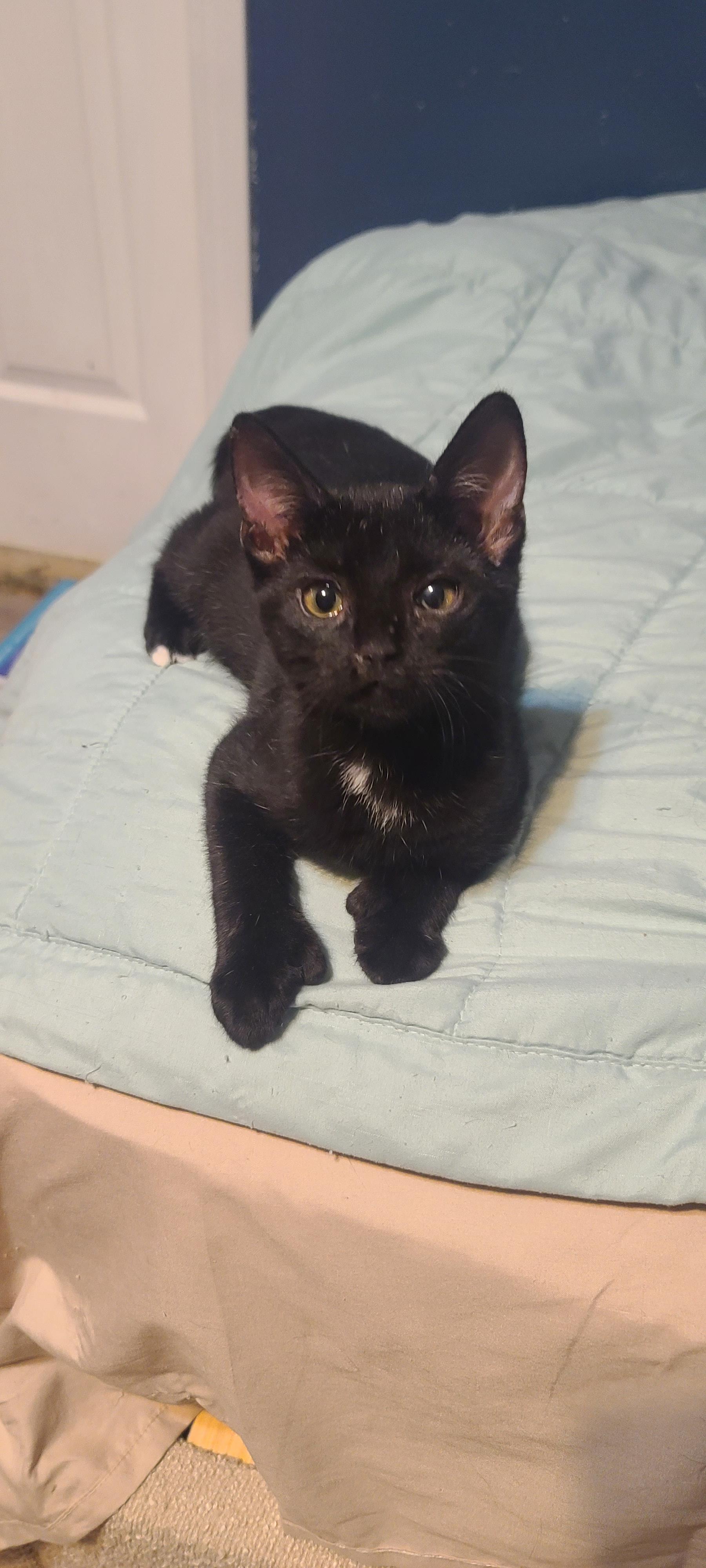 PAWSOME, Adoptable, Kitten Male Extra-Toes Cat / Hemingway Polydactyl.