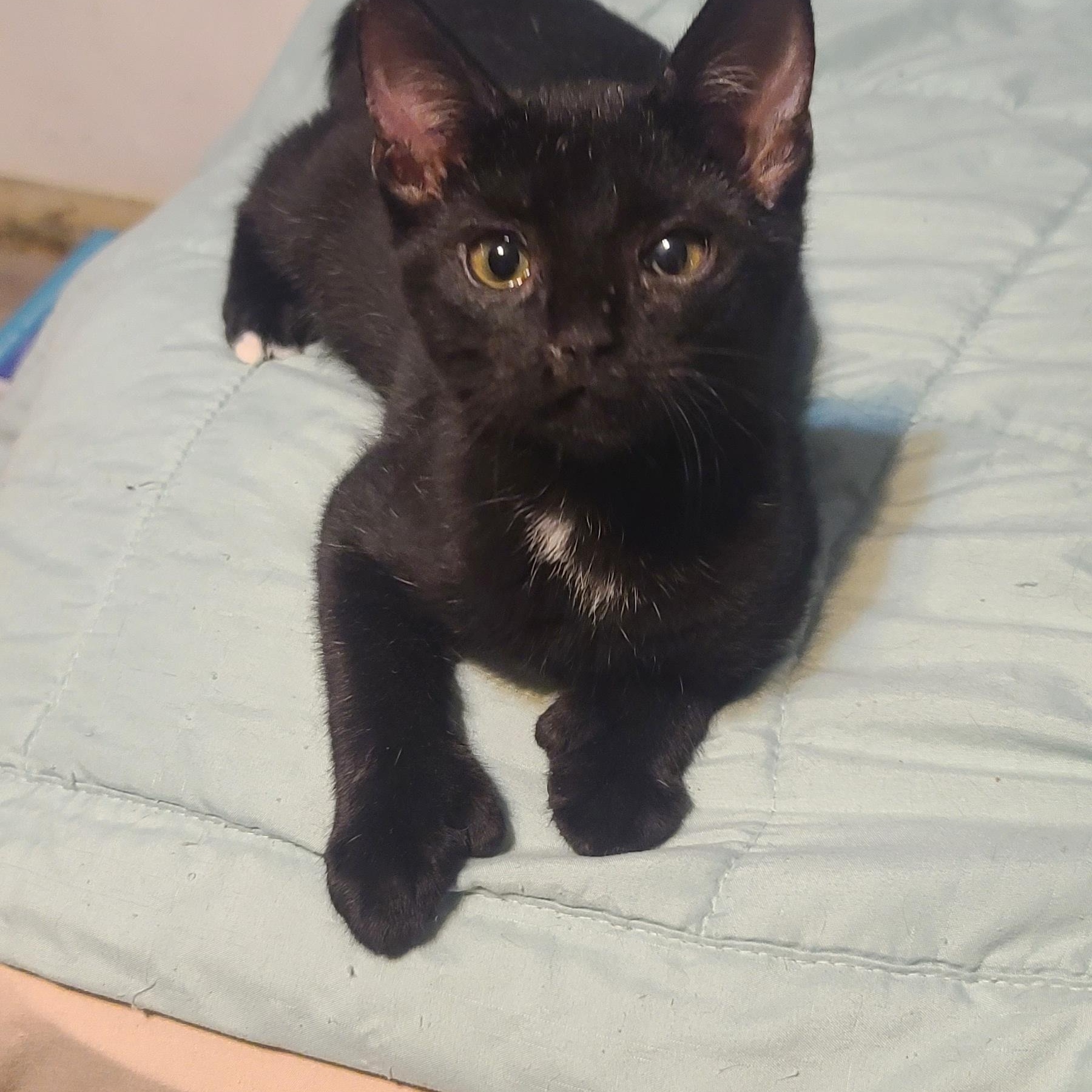 Enlarge PAWSOME, a Adoptable Extra-Toes Cat / Hemingway Polydactyl in Elgin, SC image 1/6