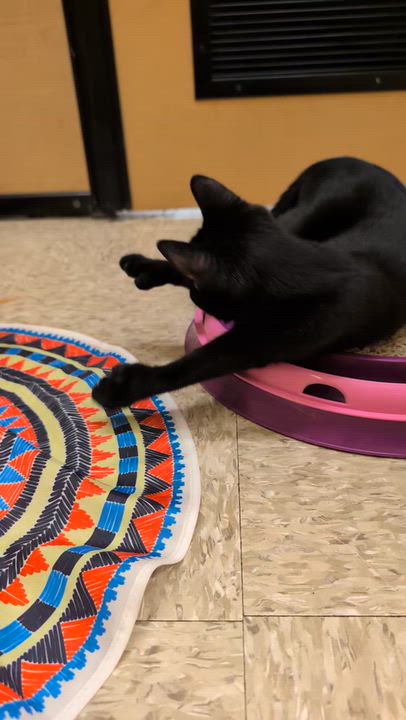 Enlarge PAWSOME, a Adoptable Extra-Toes Cat / Hemingway Polydactyl in Elgin, SC video 5/6