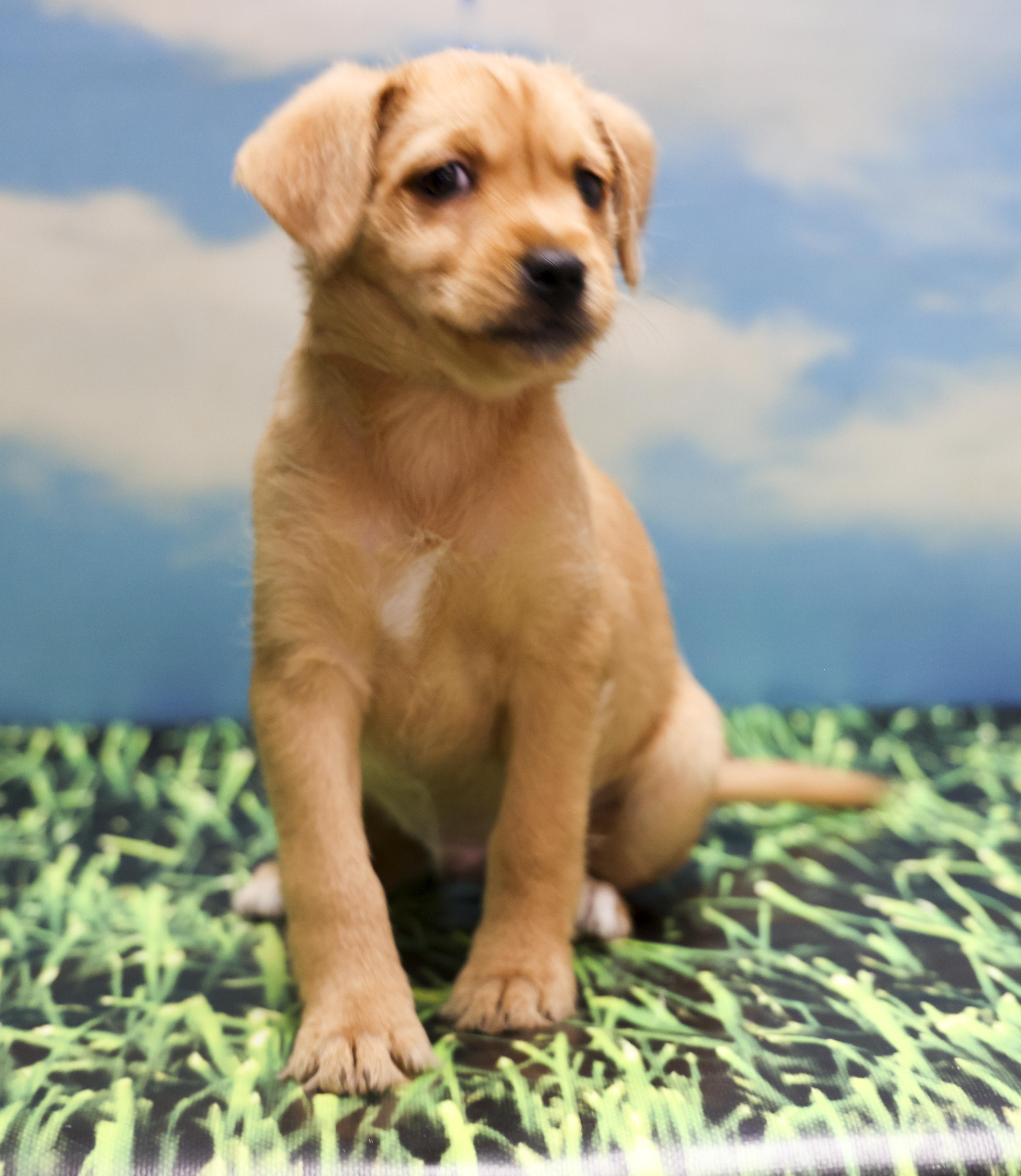 Mama Helen's Puppies -- MJ, adopted, Puppy Male Labrador Retriever.