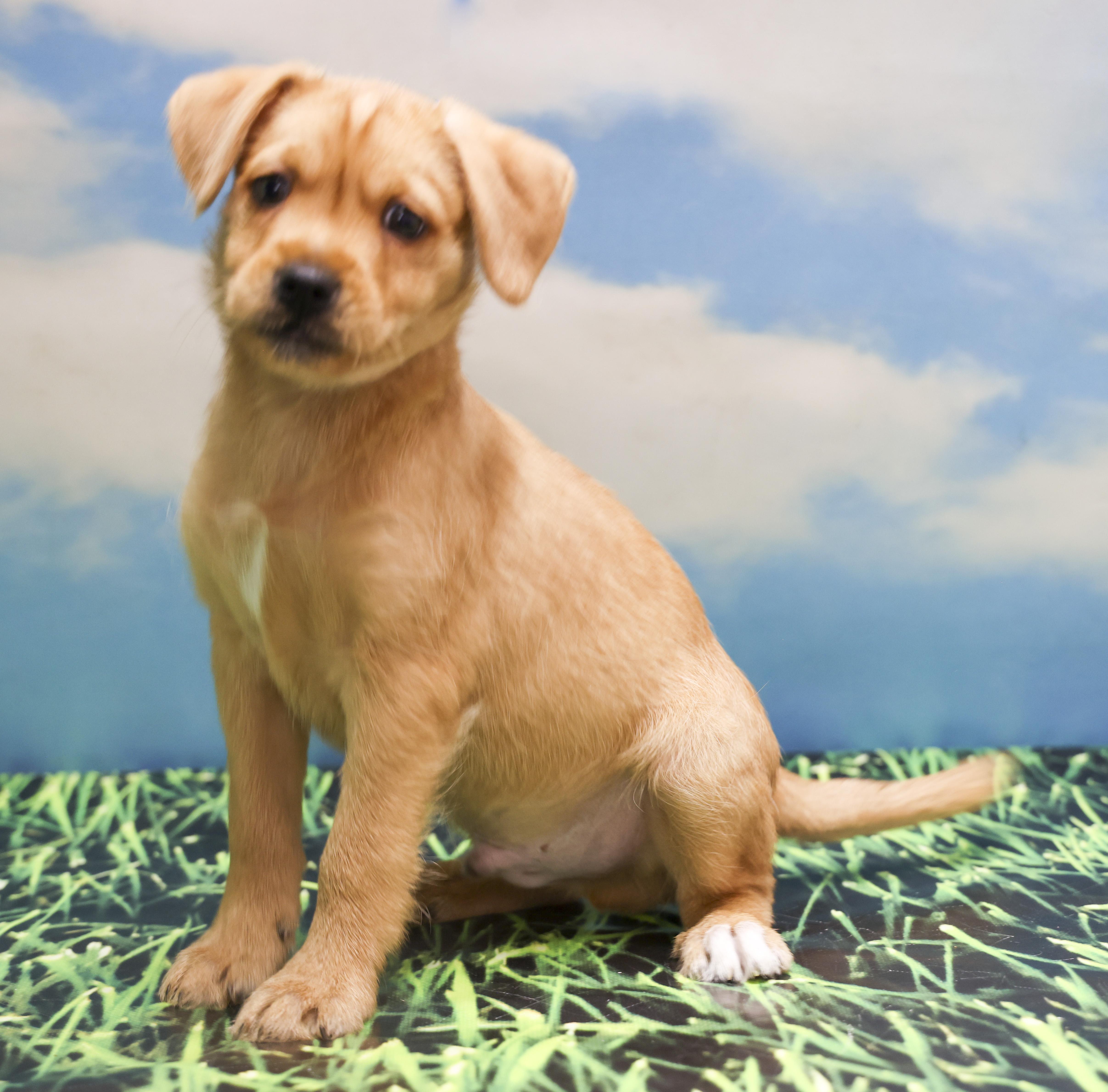 Enlarge Mama Helen's Puppies -- MJ, an adopted mixed breed in Casa Grande, AZ image 2/2