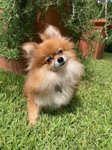 Hazel, Adopted, Adult Female Pomeranian.