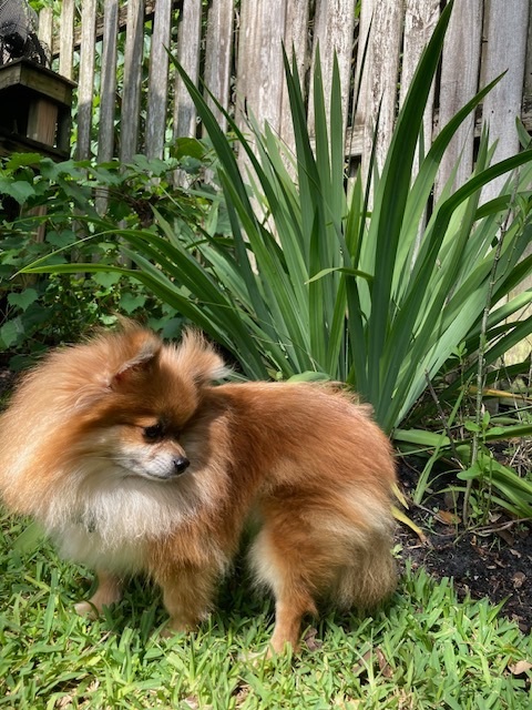 Enlarge Hazel, a Adopted Pomeranian in Orlando, FL image 2/10