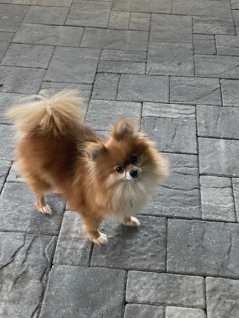 Enlarge Hazel, a Adopted Pomeranian in Orlando, FL image 3/10