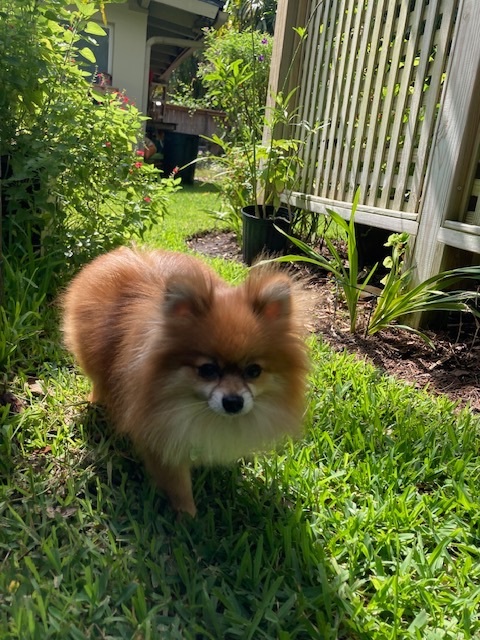 Enlarge Hazel, a Adopted Pomeranian in Orlando, FL image 4/10