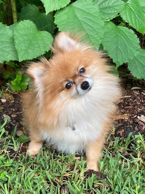 Enlarge Hazel, a Adopted Pomeranian in Orlando, FL image 5/10