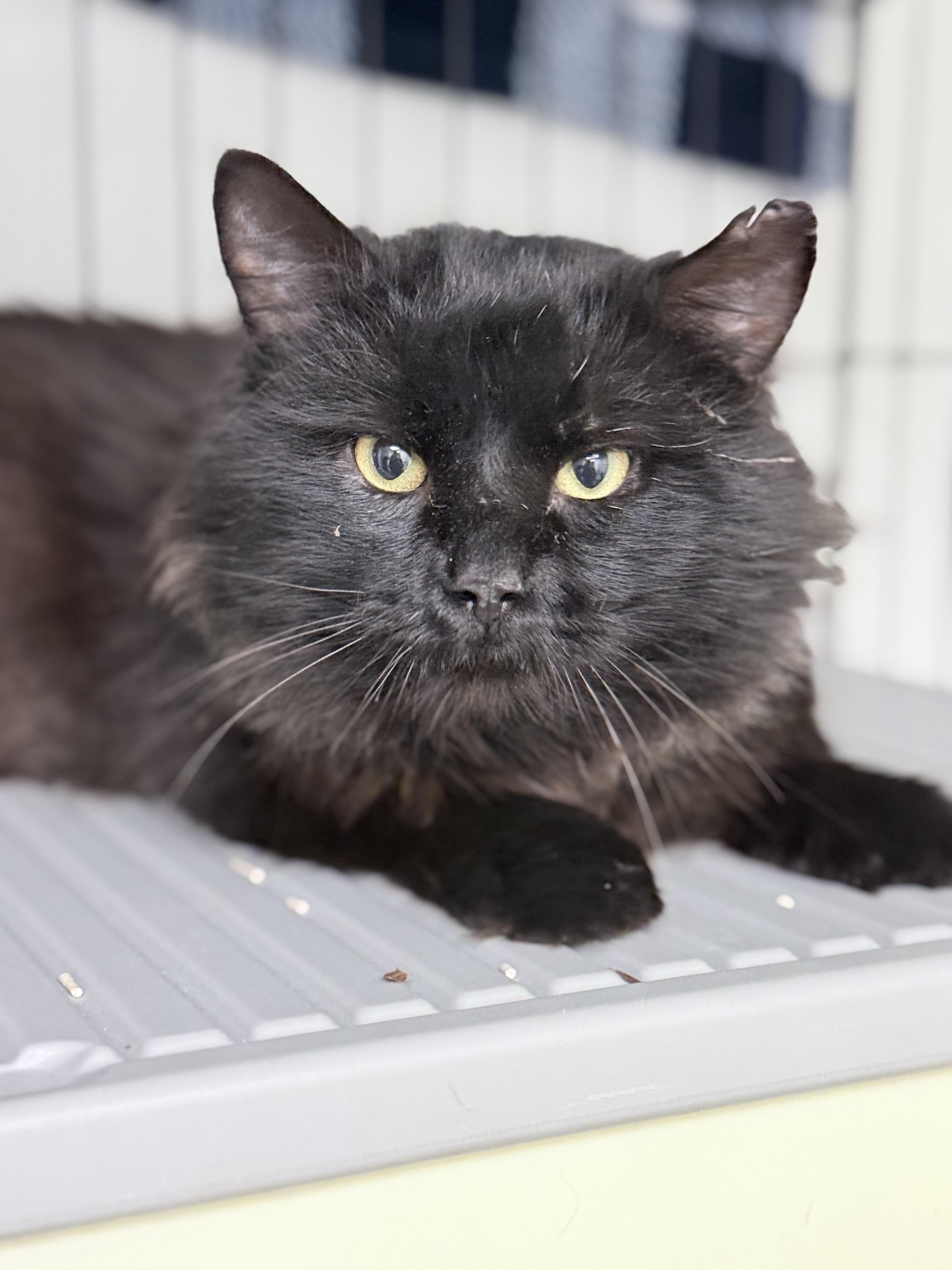 Montgomery Fluffington thumbnail 2