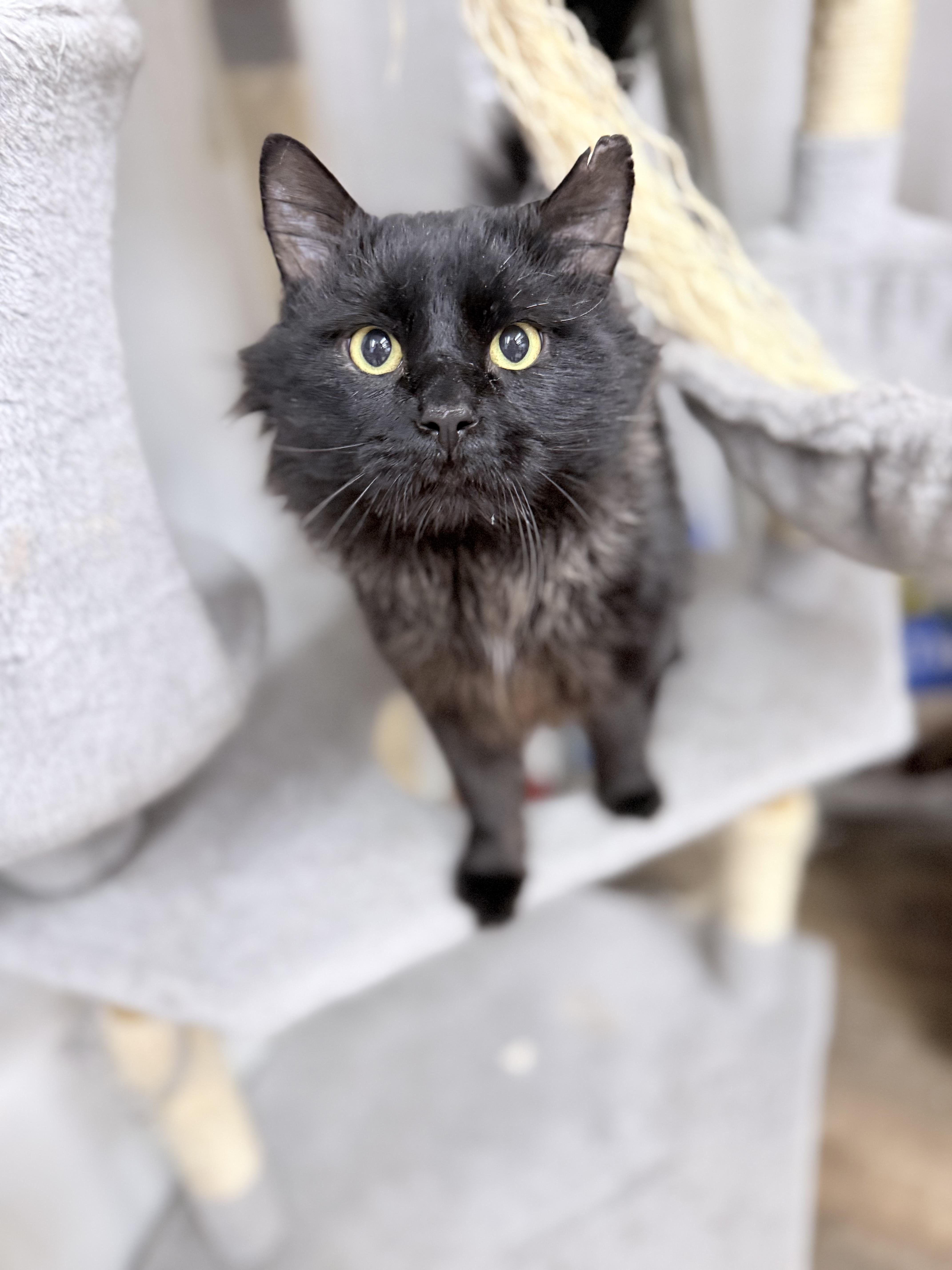 Enlarge Montgomery Fluffington , an adopted Domestic Long Hair in Philadelphia, PA image 6/6