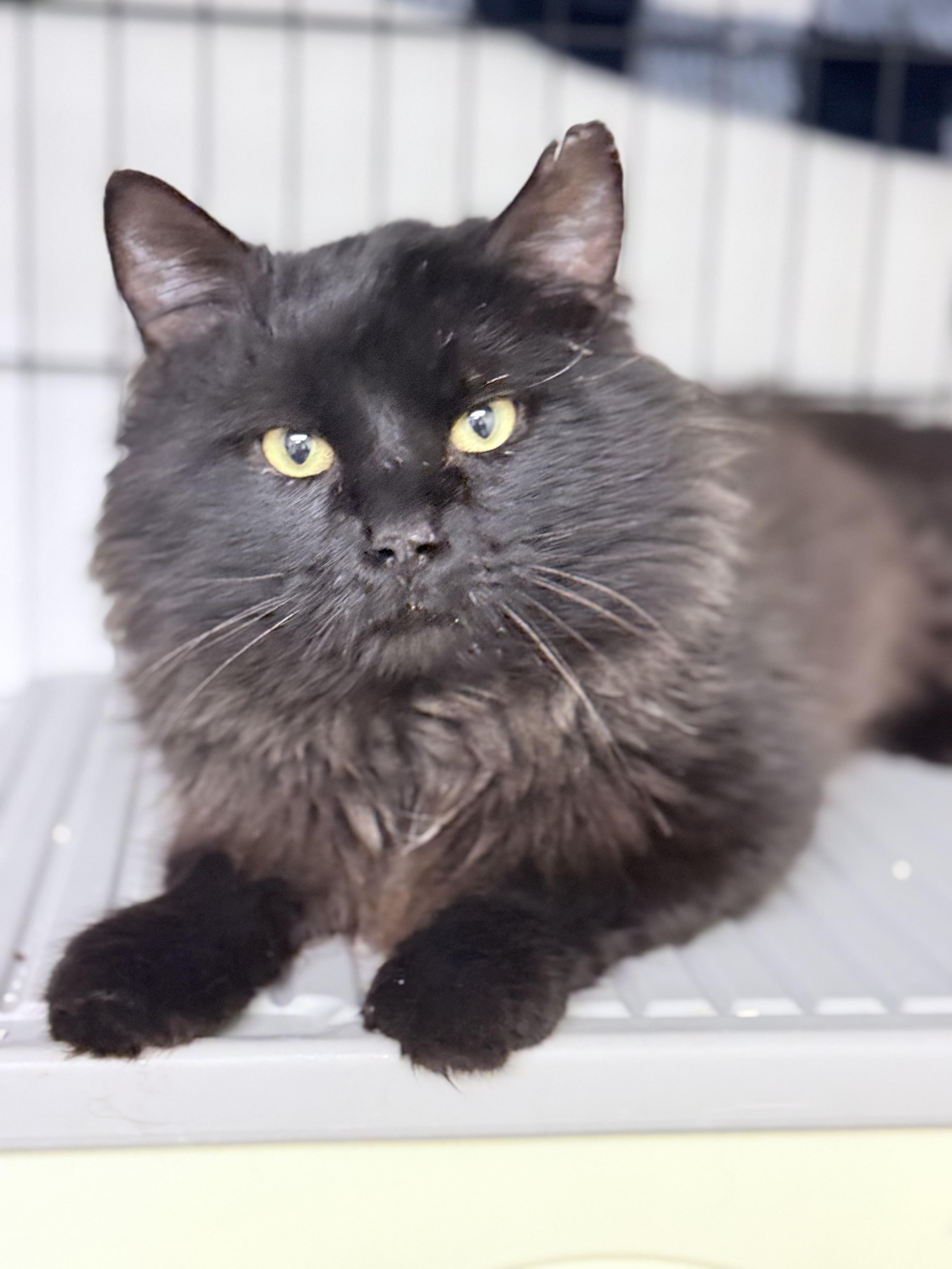 Enlarge Montgomery Fluffington , an adopted Domestic Long Hair in Philadelphia, PA image 1/6