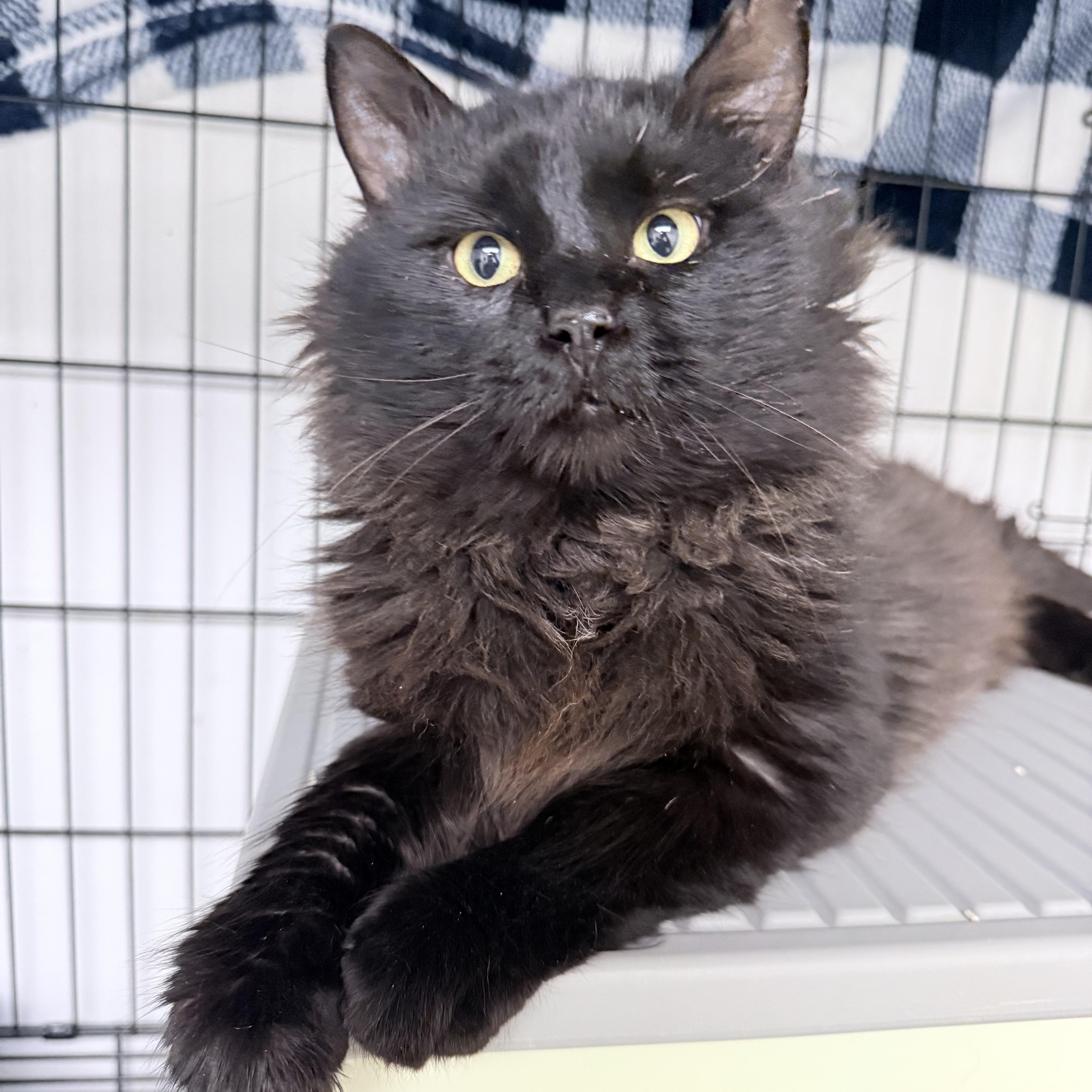Enlarge Montgomery Fluffington , an adopted Domestic Long Hair in Philadelphia, PA image 4/6