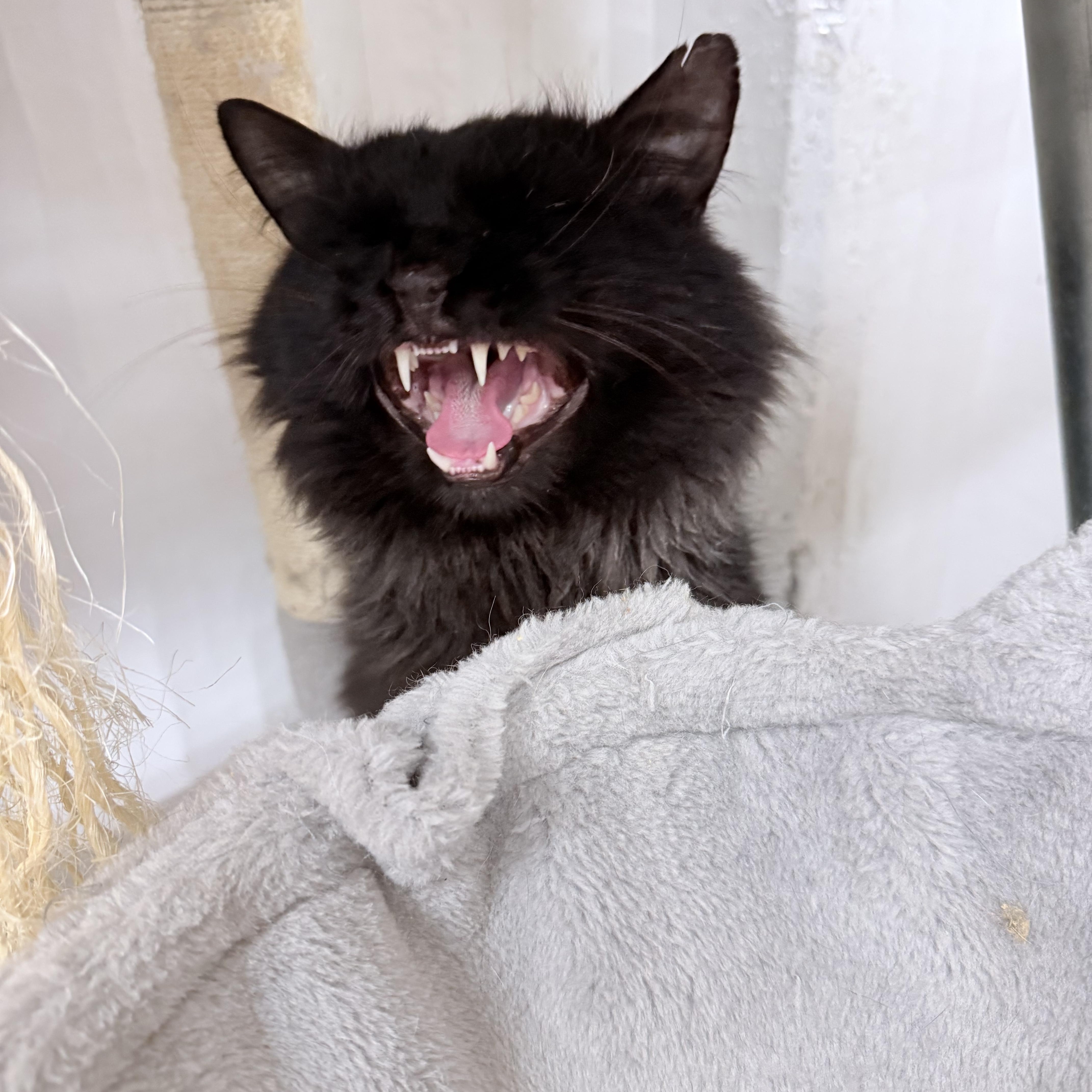Enlarge Montgomery Fluffington , an adopted Domestic Long Hair in Philadelphia, PA image 2/6