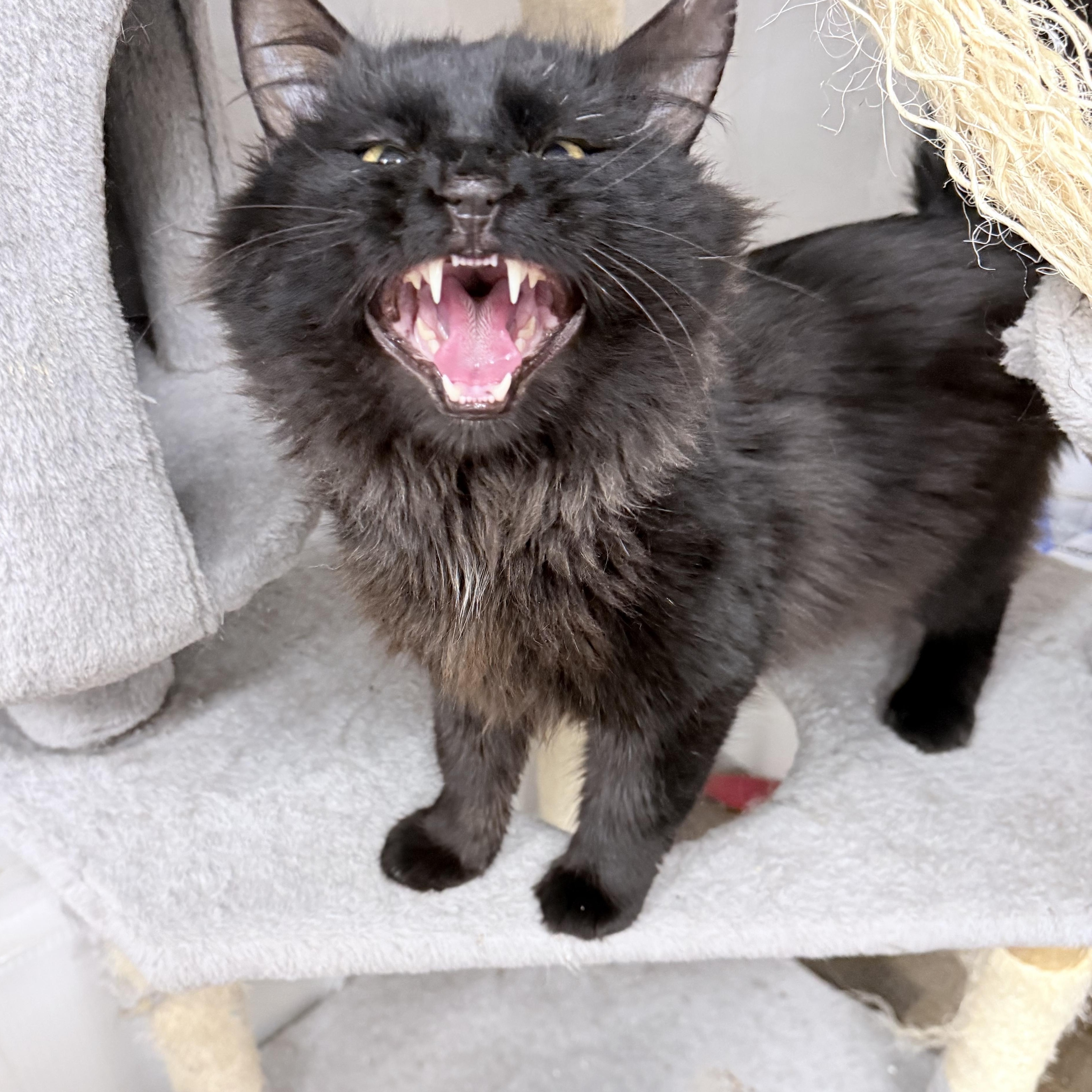 Enlarge Montgomery Fluffington , an adopted Domestic Long Hair in Philadelphia, PA image 3/6