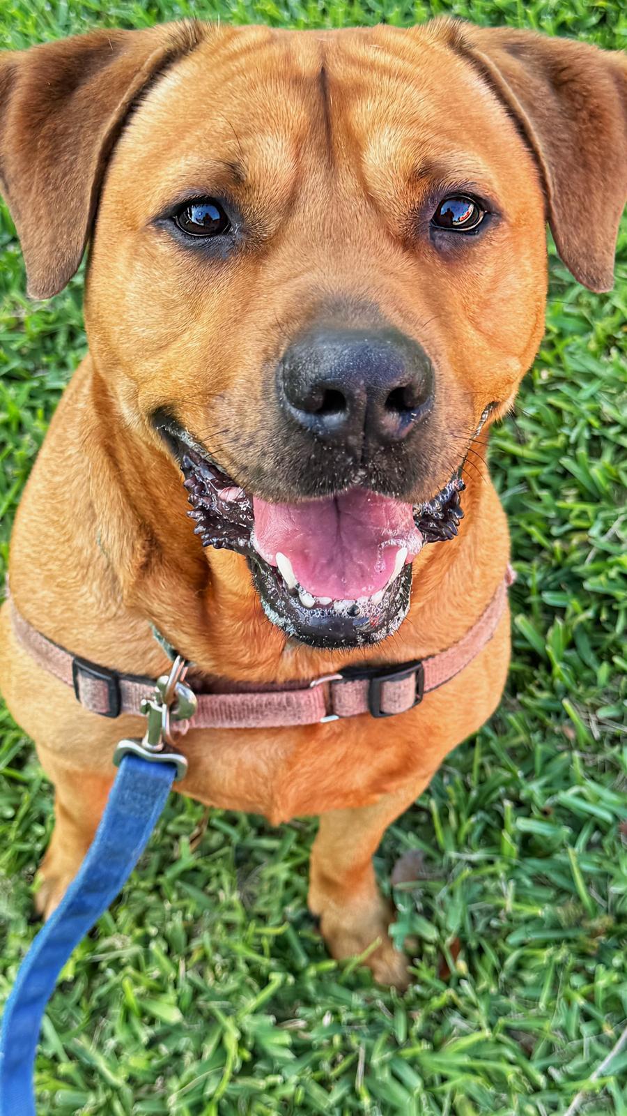 Chester, Adoptable, Adult Male Labrador Retriever & Shar-Pei.