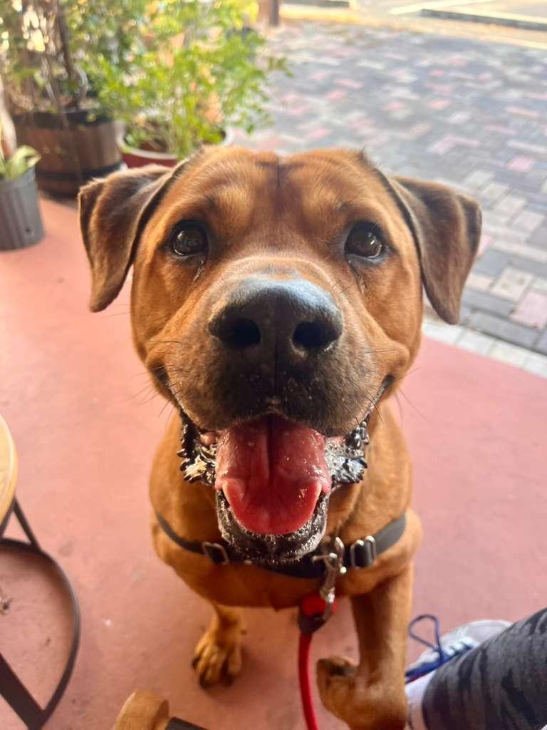 Enlarge Chester, a Adoptable mixed breed in Pompano Beach, FL image 3/3