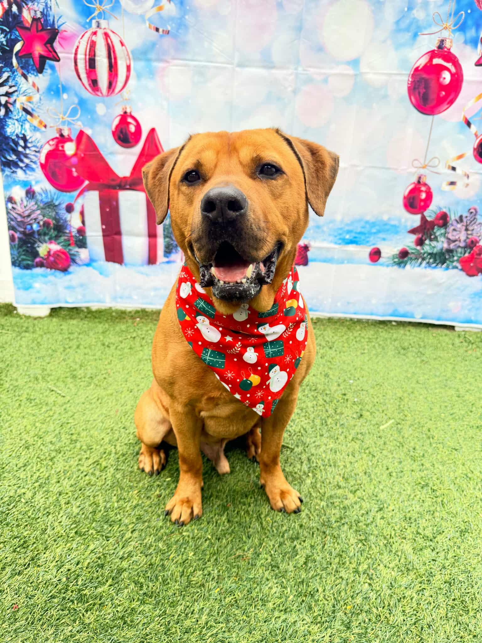 Chester, a Adoptable mixed breed in Pompano Beach, FL image 1/3