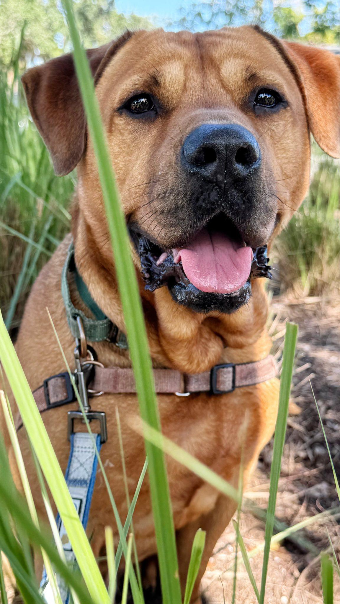 Chester, a Adoptable mixed breed in Pompano Beach, FL image 3/3