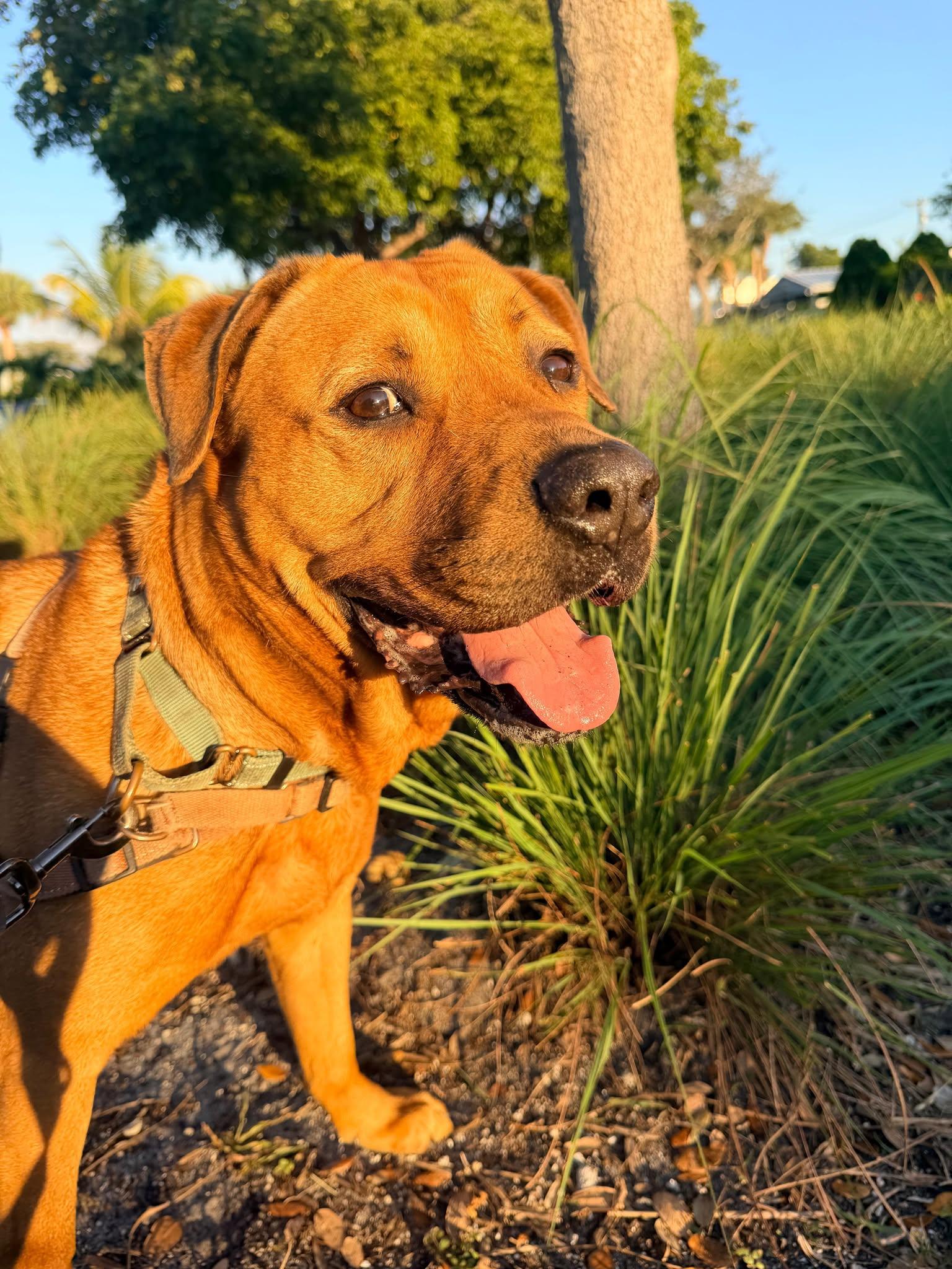 Chester, a Adoptable mixed breed in Pompano Beach, FL image 3/3