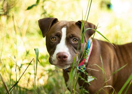 Egypt, adopted, Young Female Mixed Breed.