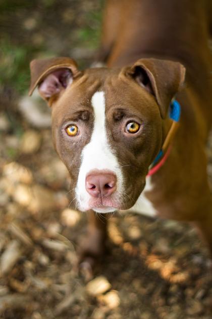Egypt, an adopted Mixed Breed in Hamilton, OH image 2/2