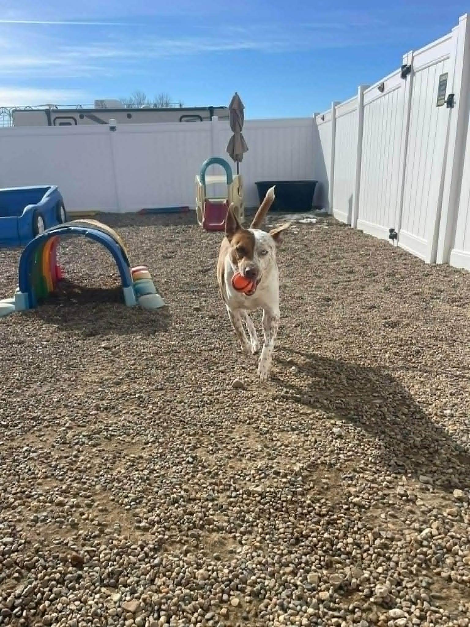 Enlarge Red, a Adoptable mixed breed in Geneseo , IL image 5/6