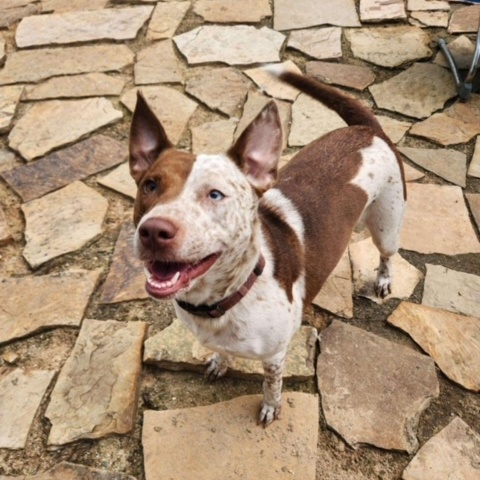 Enlarge Red, a Adoptable mixed breed in Geneseo , IL image 2/6