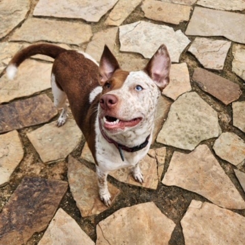 Enlarge Red, a Adoptable mixed breed in Geneseo , IL image 5/6