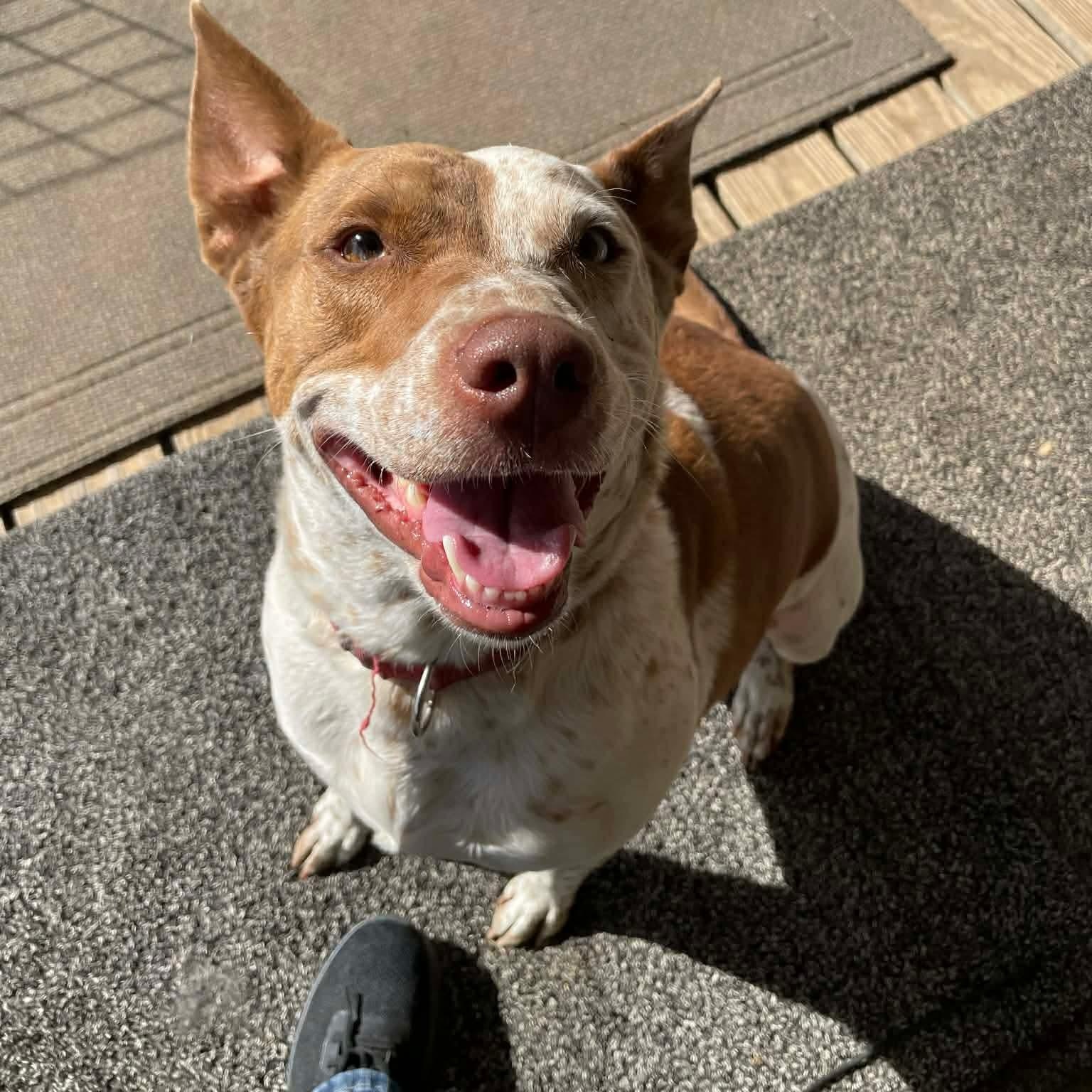Enlarge Red, a Adoptable mixed breed in Geneseo , IL image 2/6