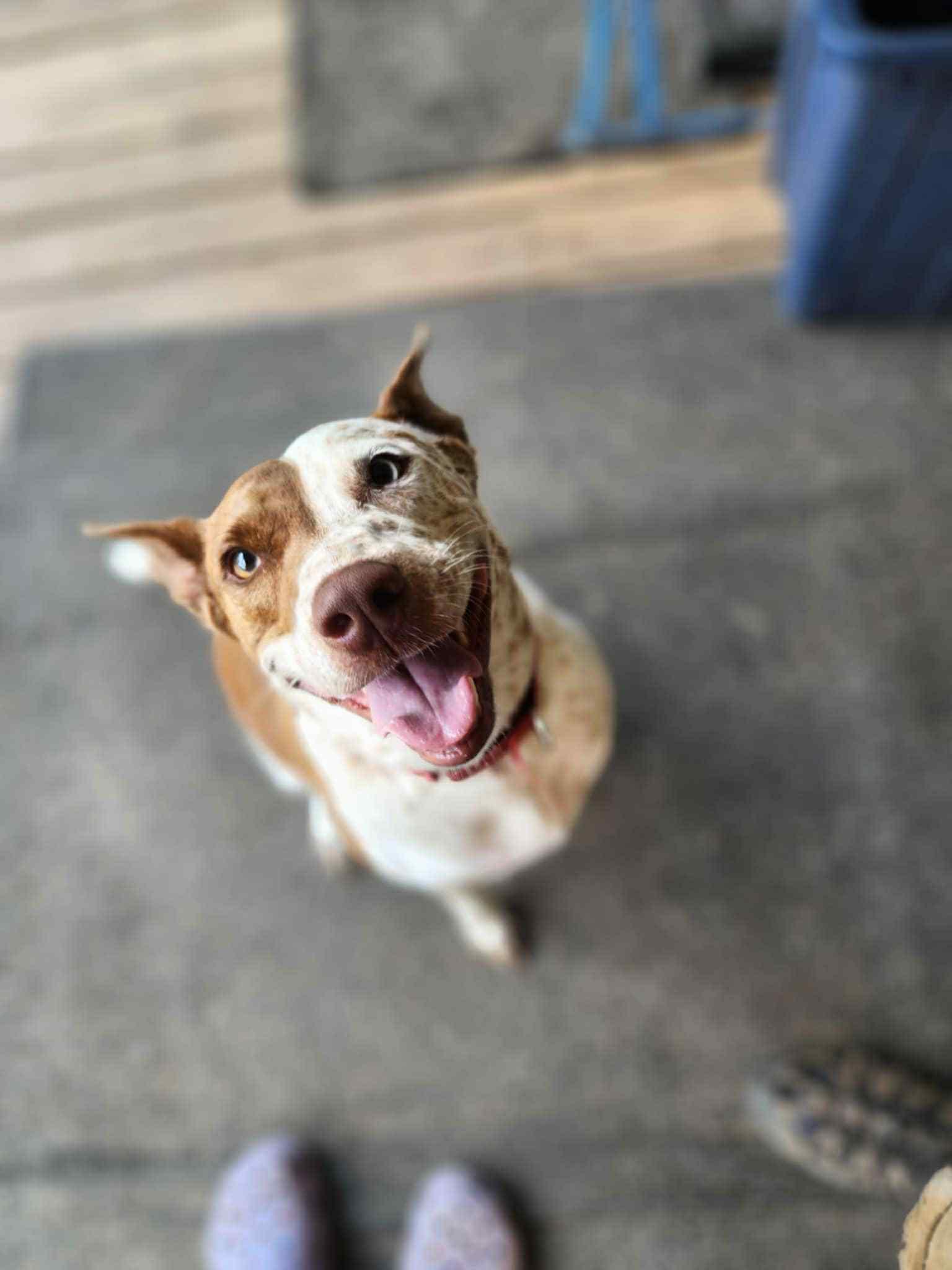 Enlarge Red, a Adoptable mixed breed in Geneseo , IL image 3/6