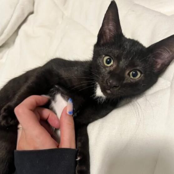 Scarlet, Adoptable, Young Female Domestic Short Hair.