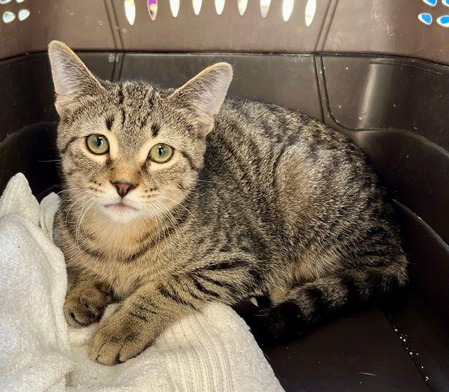 Enlarge Thumbelino, a Adoptable Domestic Short Hair in Lake Orion, MI image 1/3