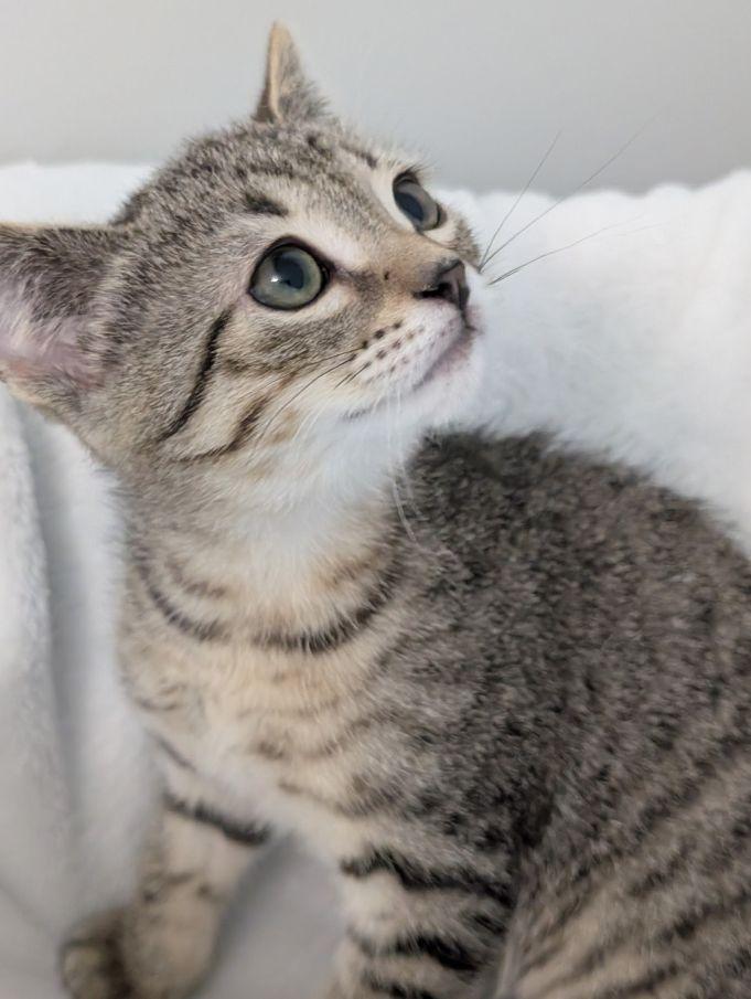 Enlarge Thumbelino, a Adoptable Domestic Short Hair in Lake Orion, MI image 3/3