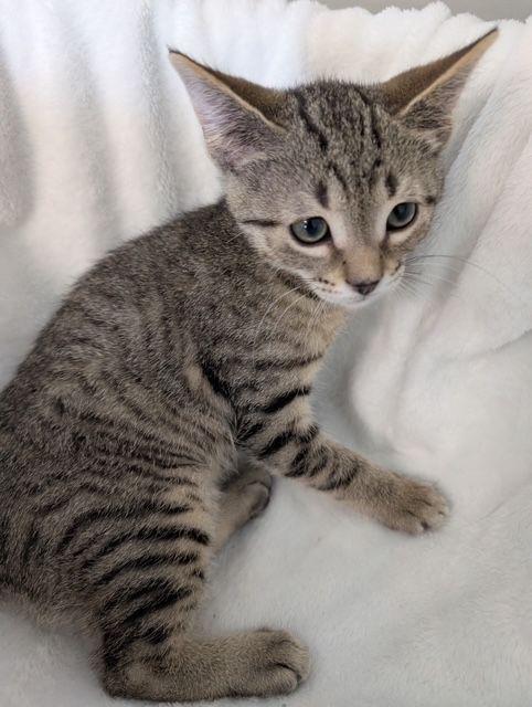 Enlarge Thumbelino, a Adoptable Domestic Short Hair in Lake Orion, MI image 2/3