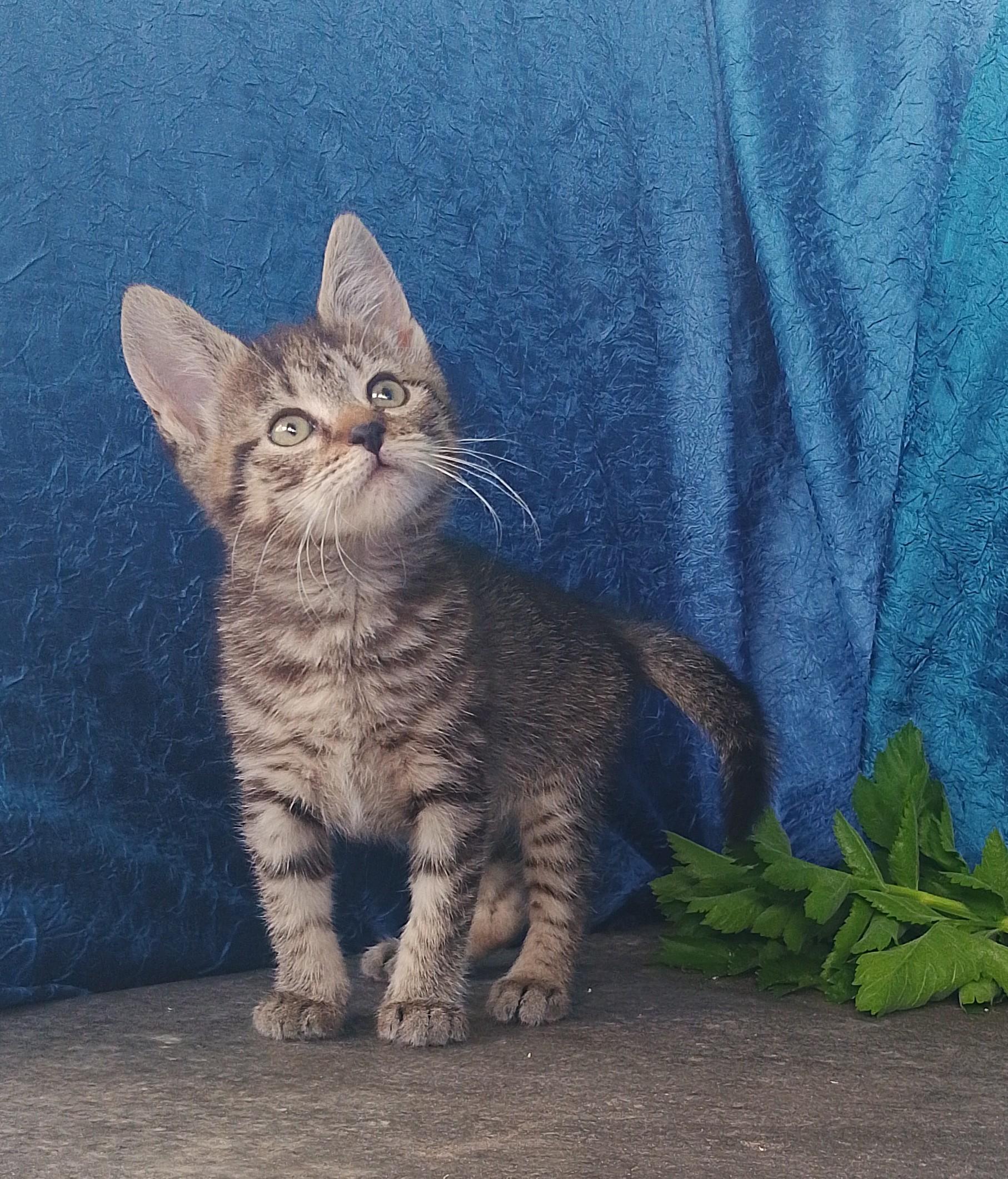 Enlarge Hazel 654, a ADOPTABLE American Shorthair in Nichols, NY image 1/1