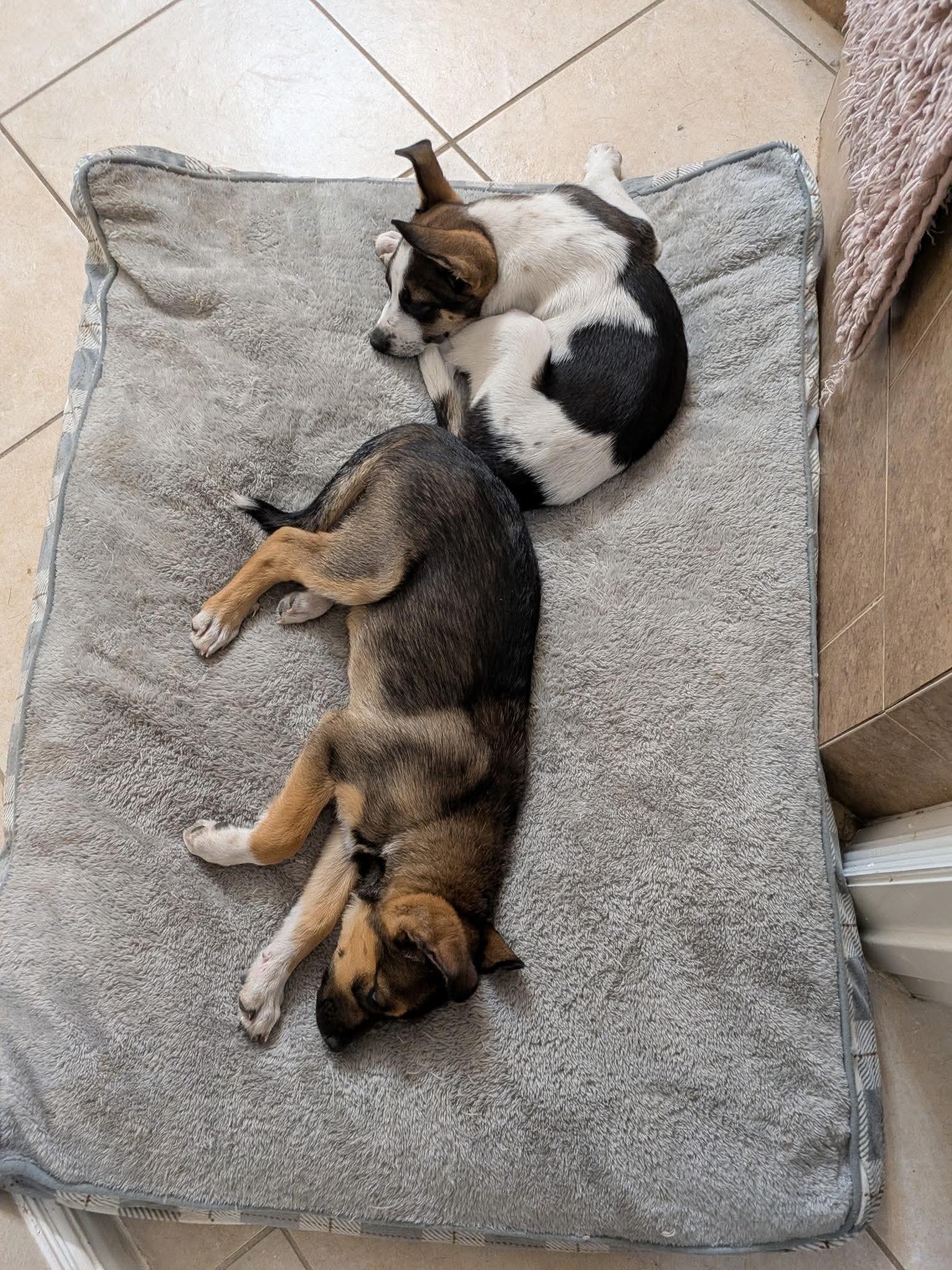 Enlarge Moo, a ADOPTABLE mixed breed in Commerce City, CO image 2/4