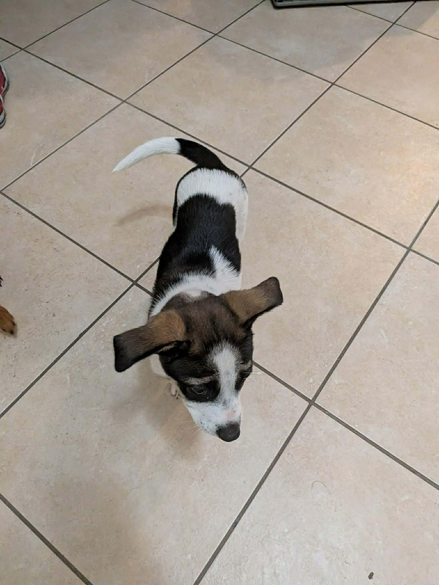 Enlarge Moo, a ADOPTABLE mixed breed in Commerce City, CO image 3/4