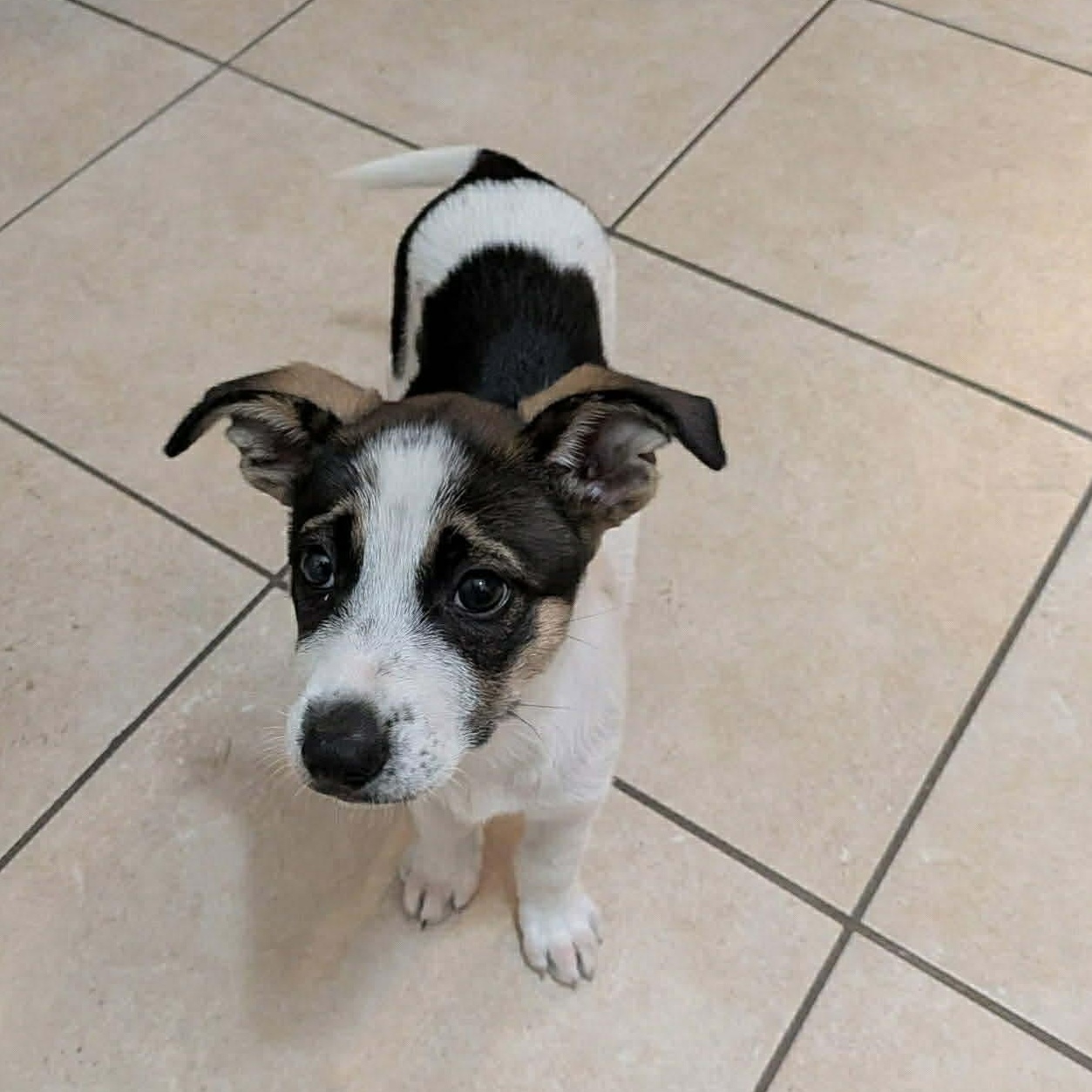 Moo, ADOPTABLE, Puppy Female Shepherd.