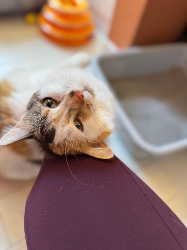 Chloe — thumbnail 5