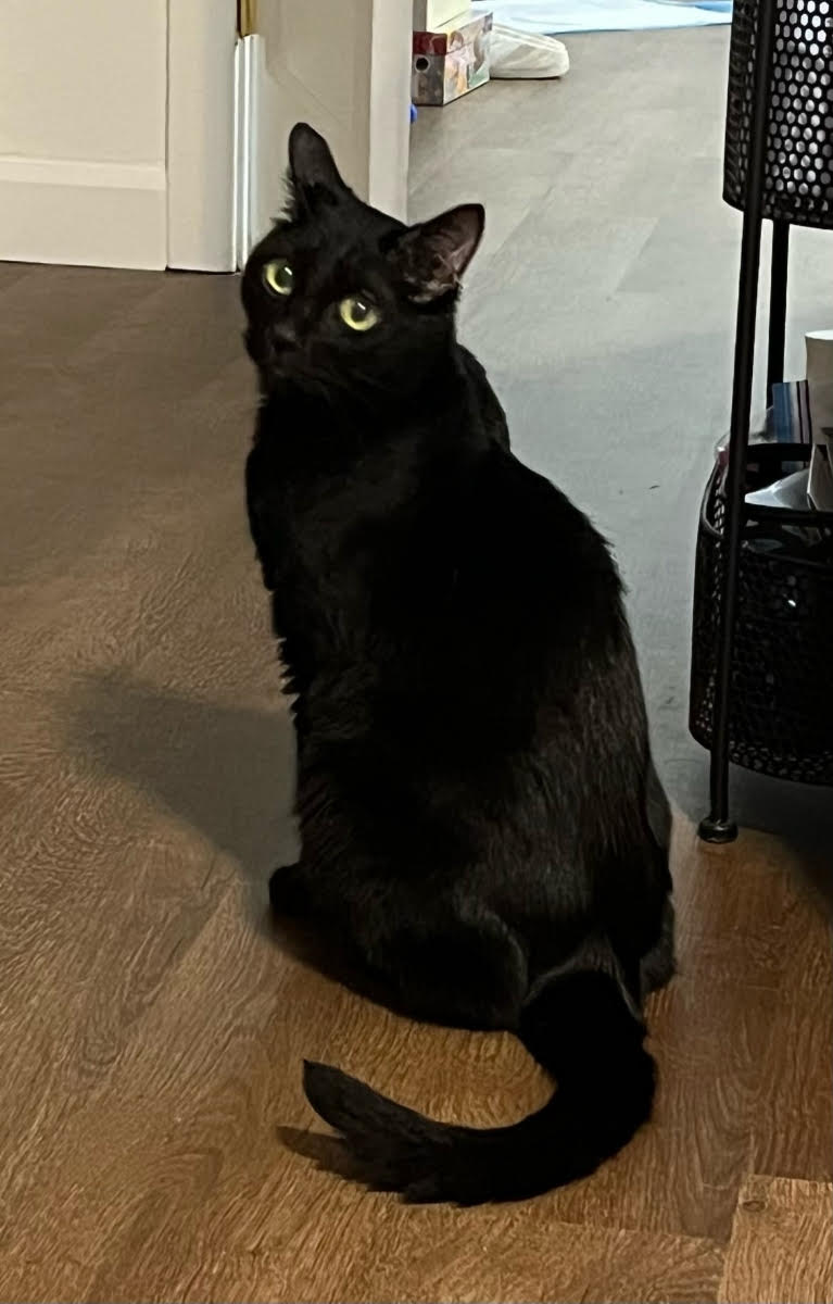 Cat for adoption Skye, a Domestic Short Hair in Silverdale, WA