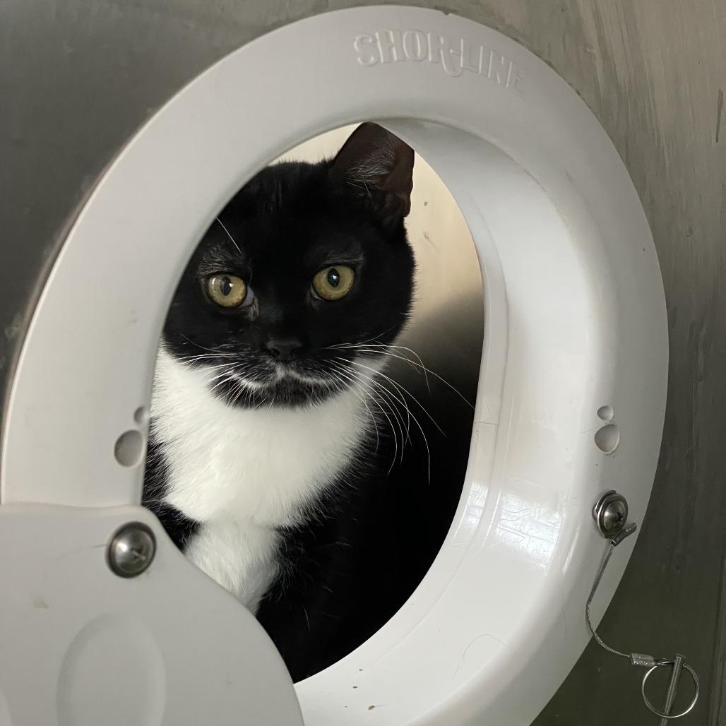 Keigo, Adoptable, Young Female Domestic Short Hair.