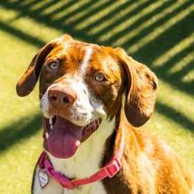 Kimber, a ADOPTABLE Mixed Breed in Santa Cruz, CA image 4/4