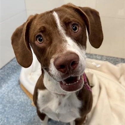 Kimber, ADOPTABLE, Young Female Mixed Breed.