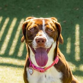 Kimber, a ADOPTABLE Mixed Breed in Santa Cruz, CA image 3/4