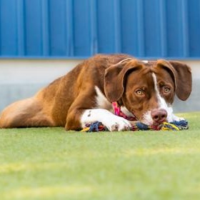 Kimber, a ADOPTABLE Mixed Breed in Santa Cruz, CA image 2/4